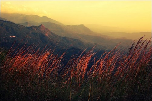 Enjoy the Golden Hills